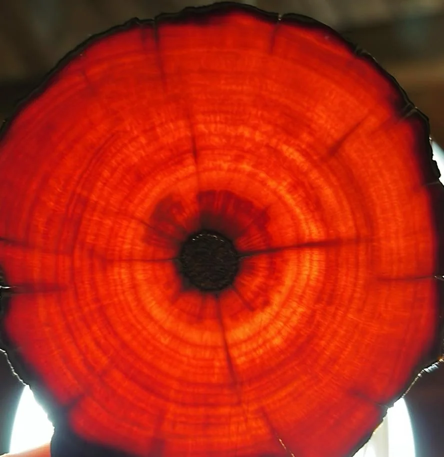 Corte transversal de posavasos de Araucaria Gran Pehuén, retroiluminado, mostrando la veta natural de la madera en tonos rojizos y dorados